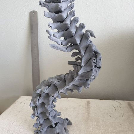 spine